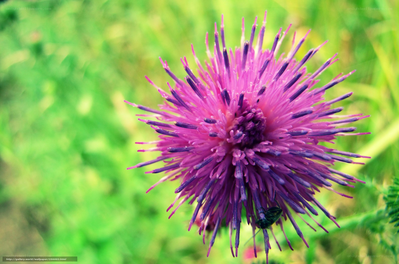 purple thistle flower