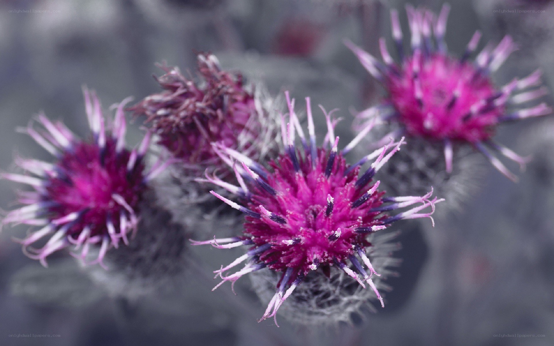 Purple thistle flowers