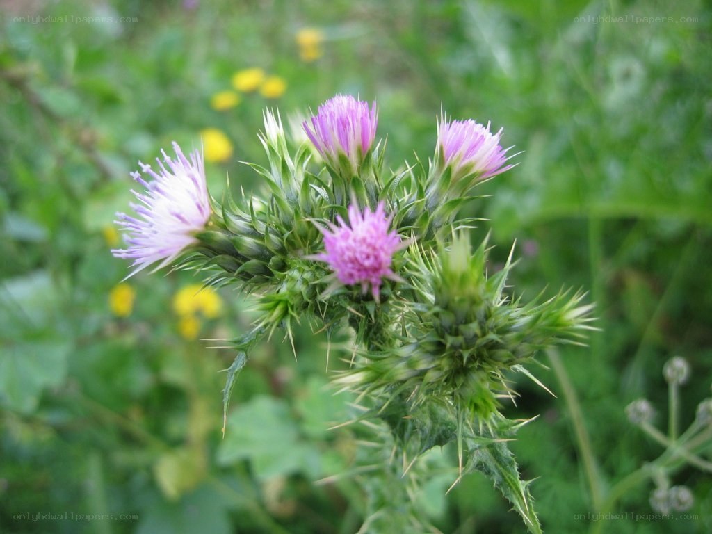 purple thistle flowers