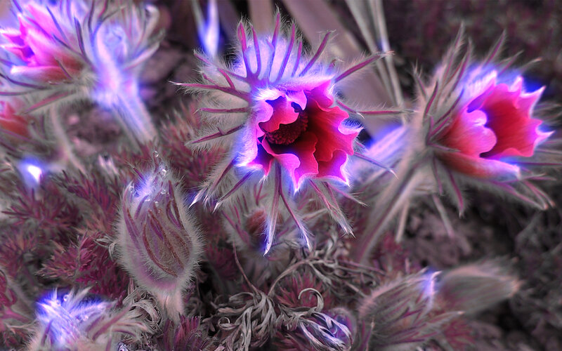 Purple Thistle Flowers — Dramatic, Photograph