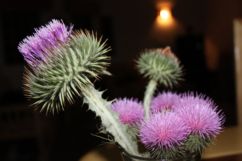 Purple Thistle Flowers — Dramatic