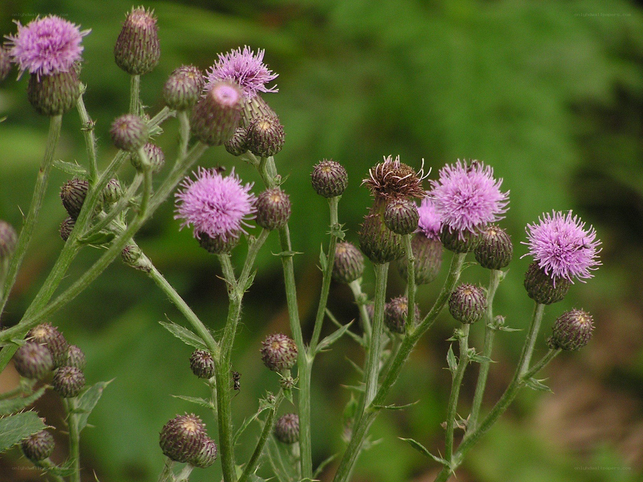 purple thistle flowers in bloom