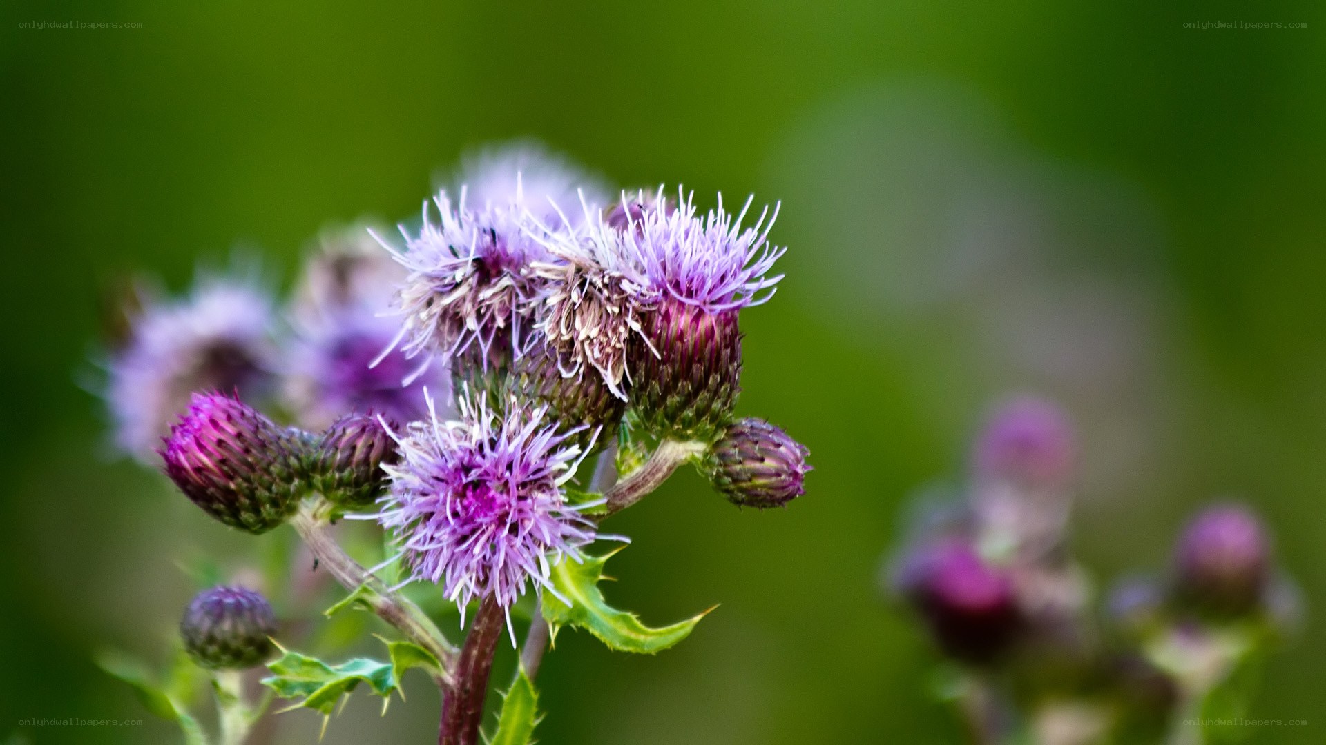 purple thistle flowers in bloom