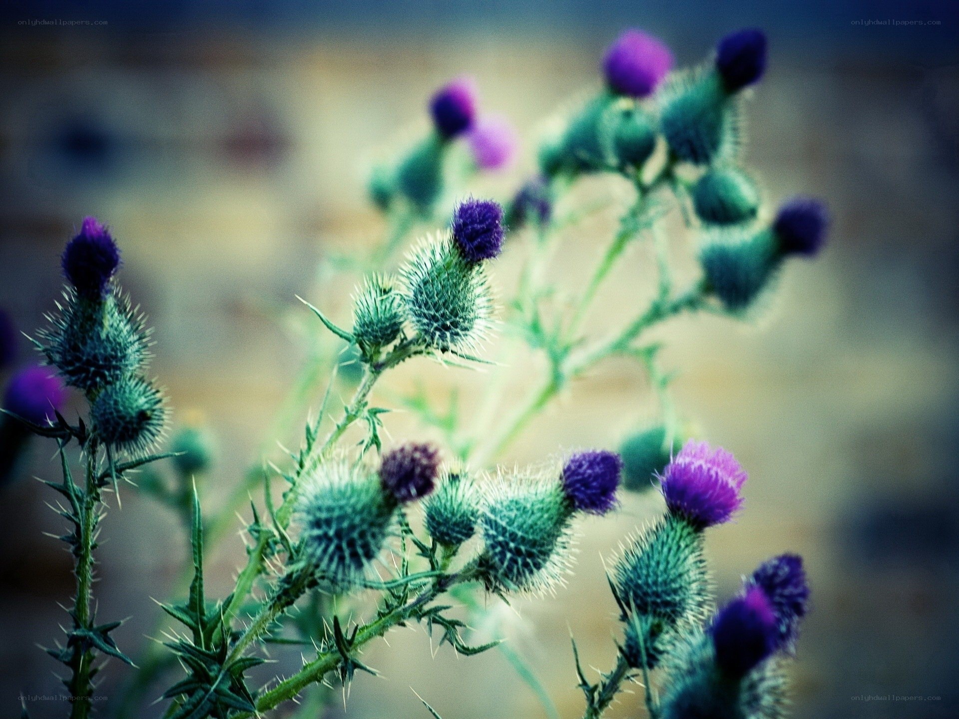 Purple thistle flowers in bloom