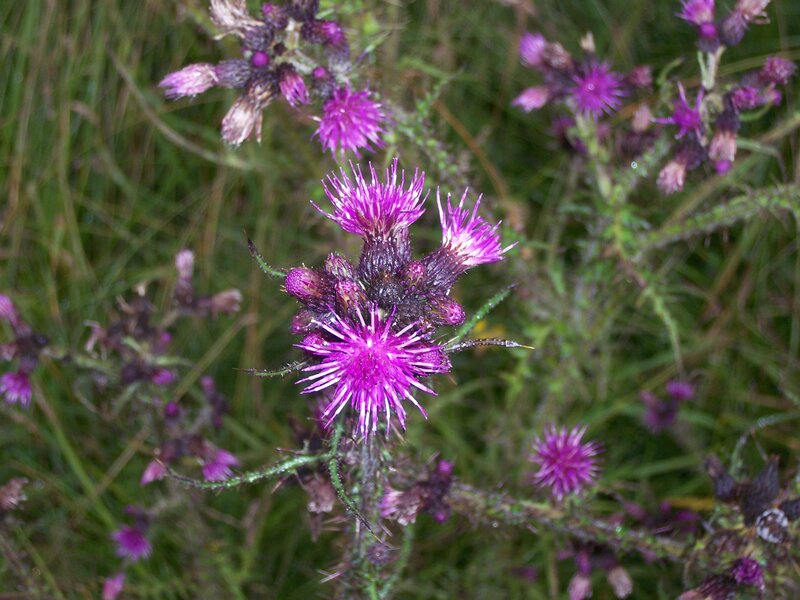 purple thistle flowers in field