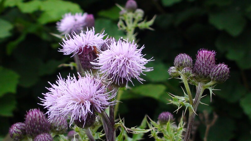 Purple Thistle Flowers — Natural