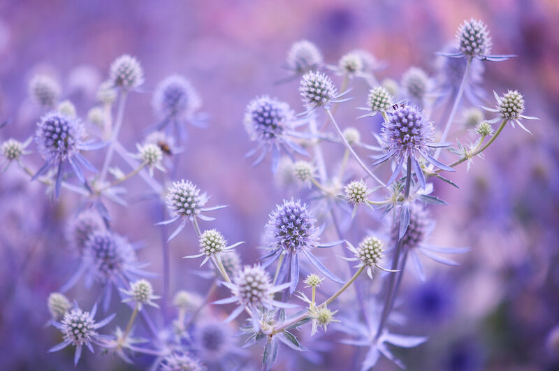 Purple Thistle Flowers — Serene, Spring