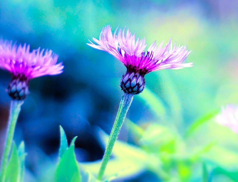 Purple Thistle Flowers — Serene