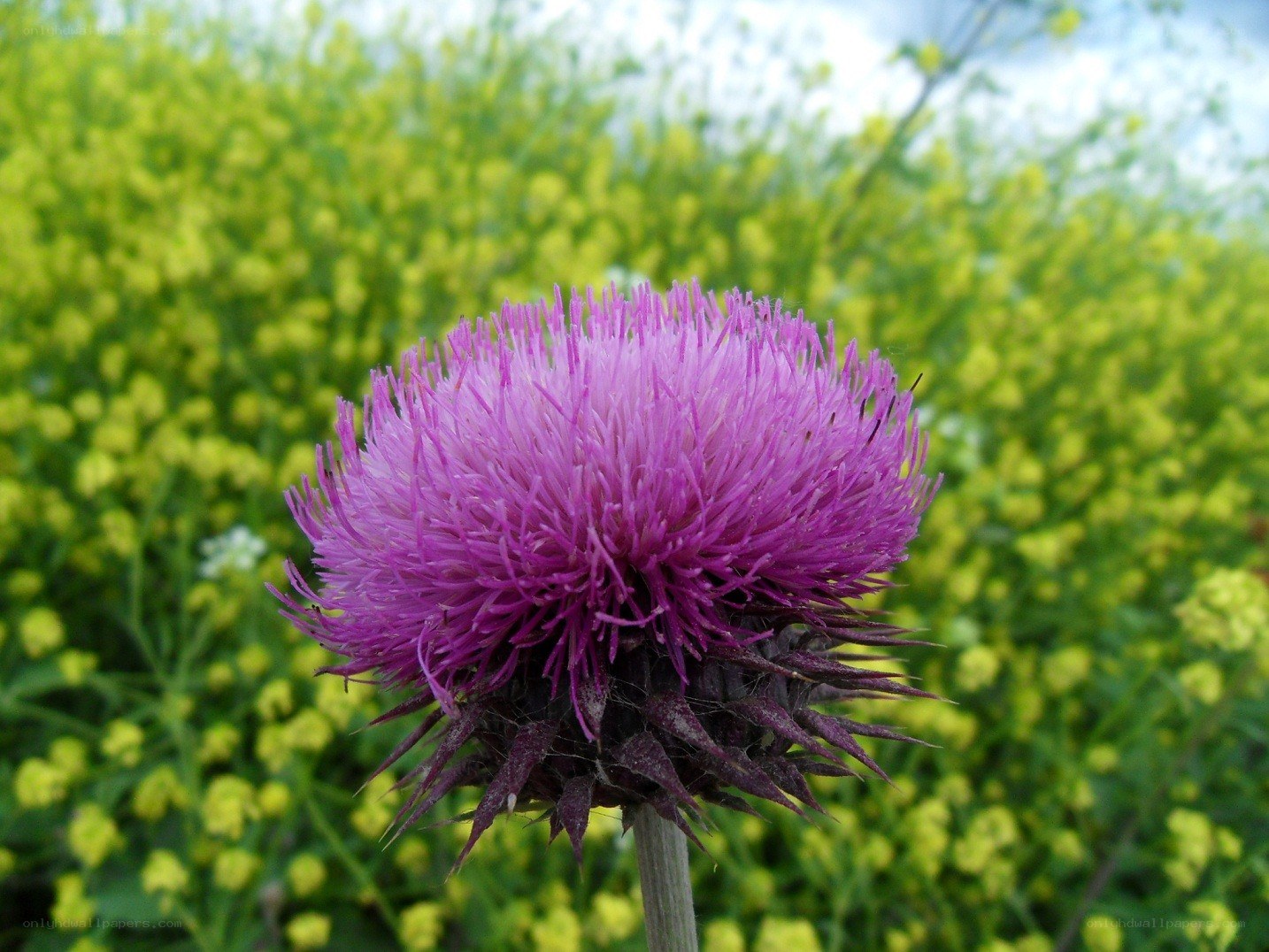 Purple thistle in a field