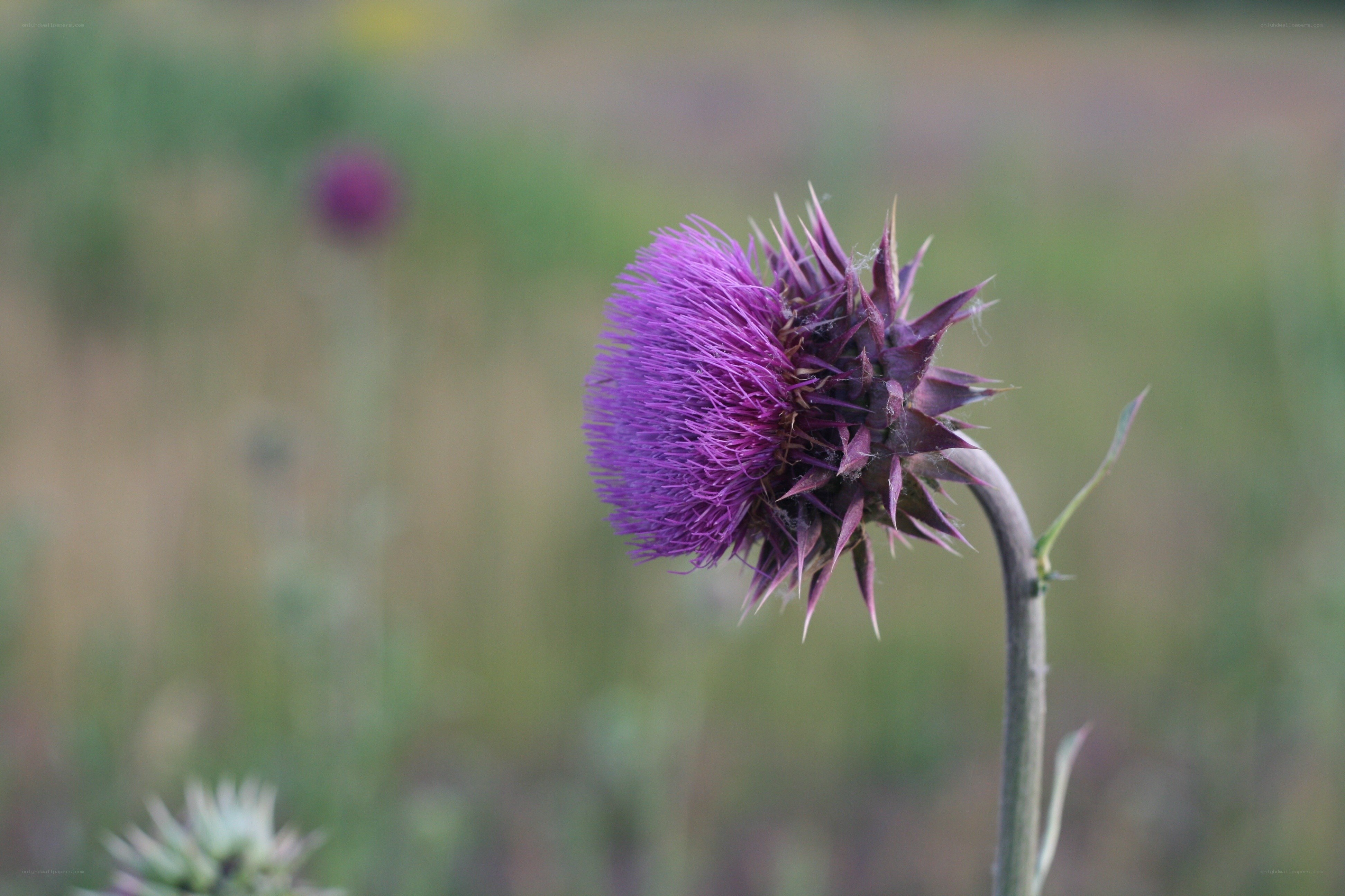 Purple thistle in a field