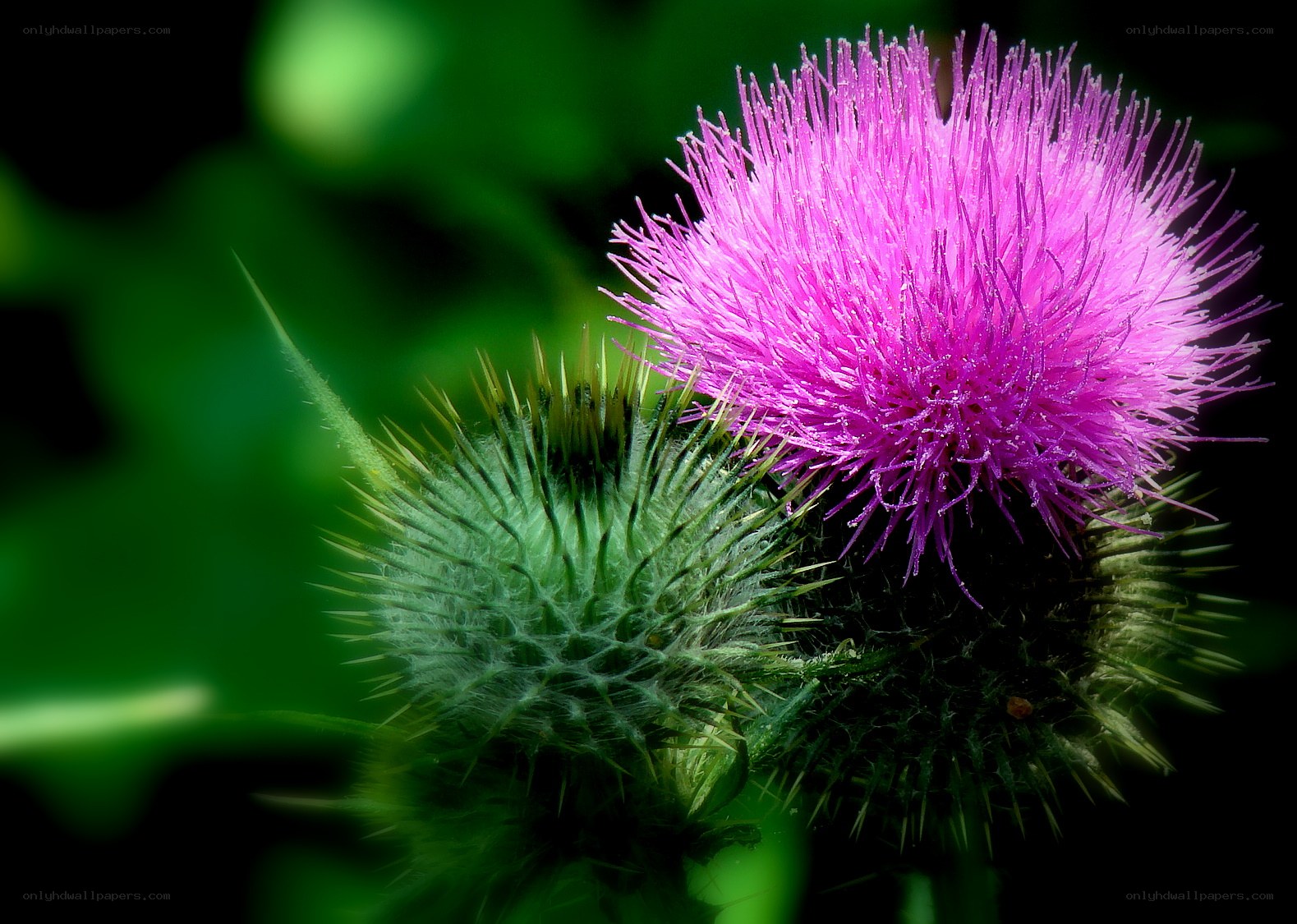 Purple thistle in bloom