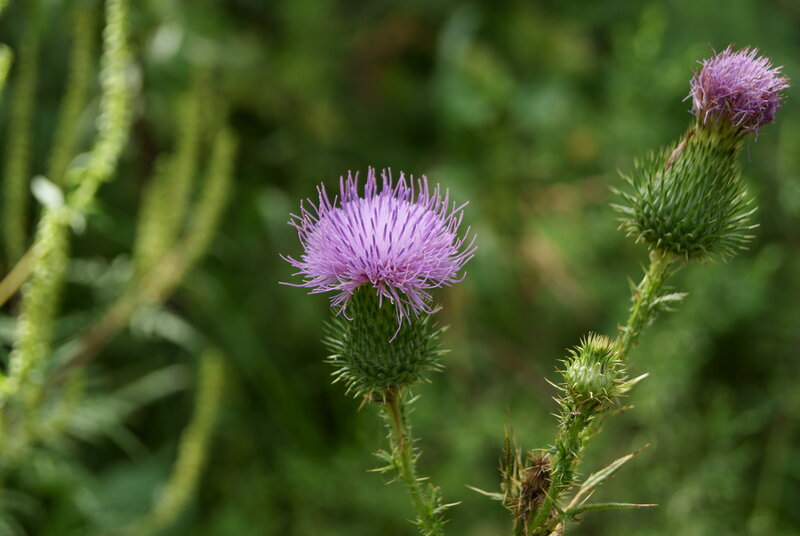 Purple thistle in bloom