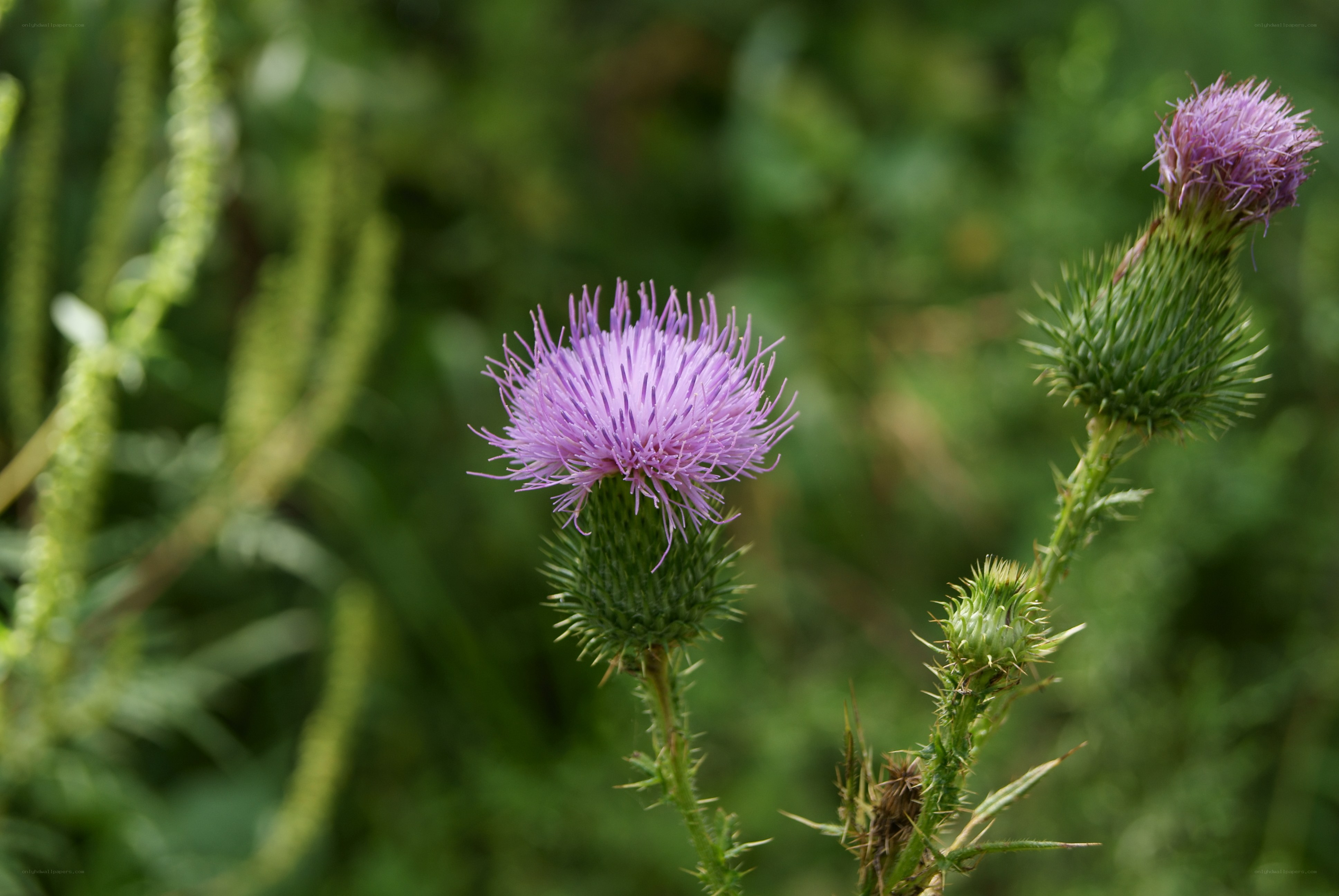 Purple thistle in bloom