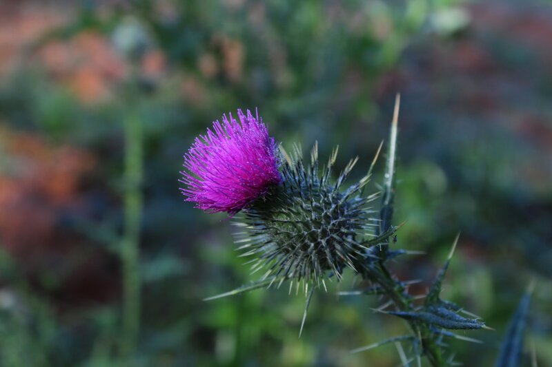 Purple thistle in bloom