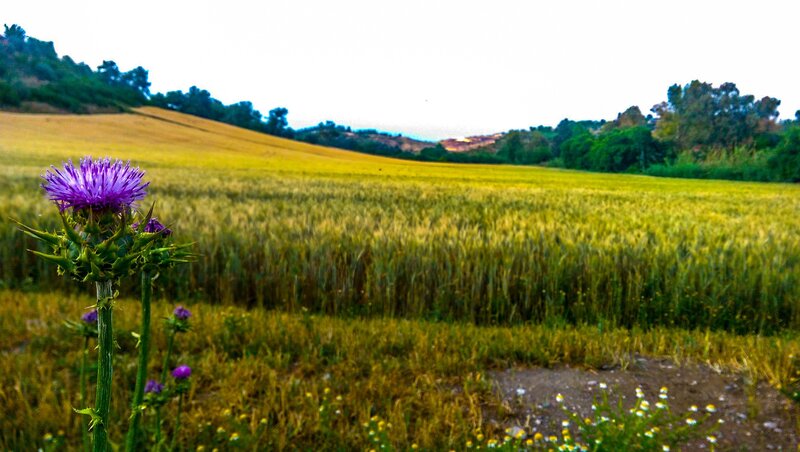 Purple Thistle in Field