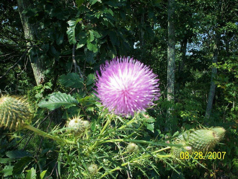 Purple thistle in forest