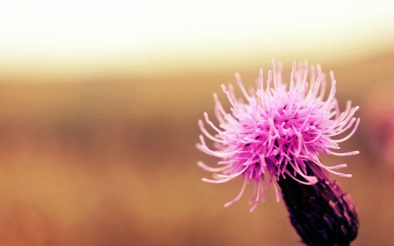 Purple thistle in golden light