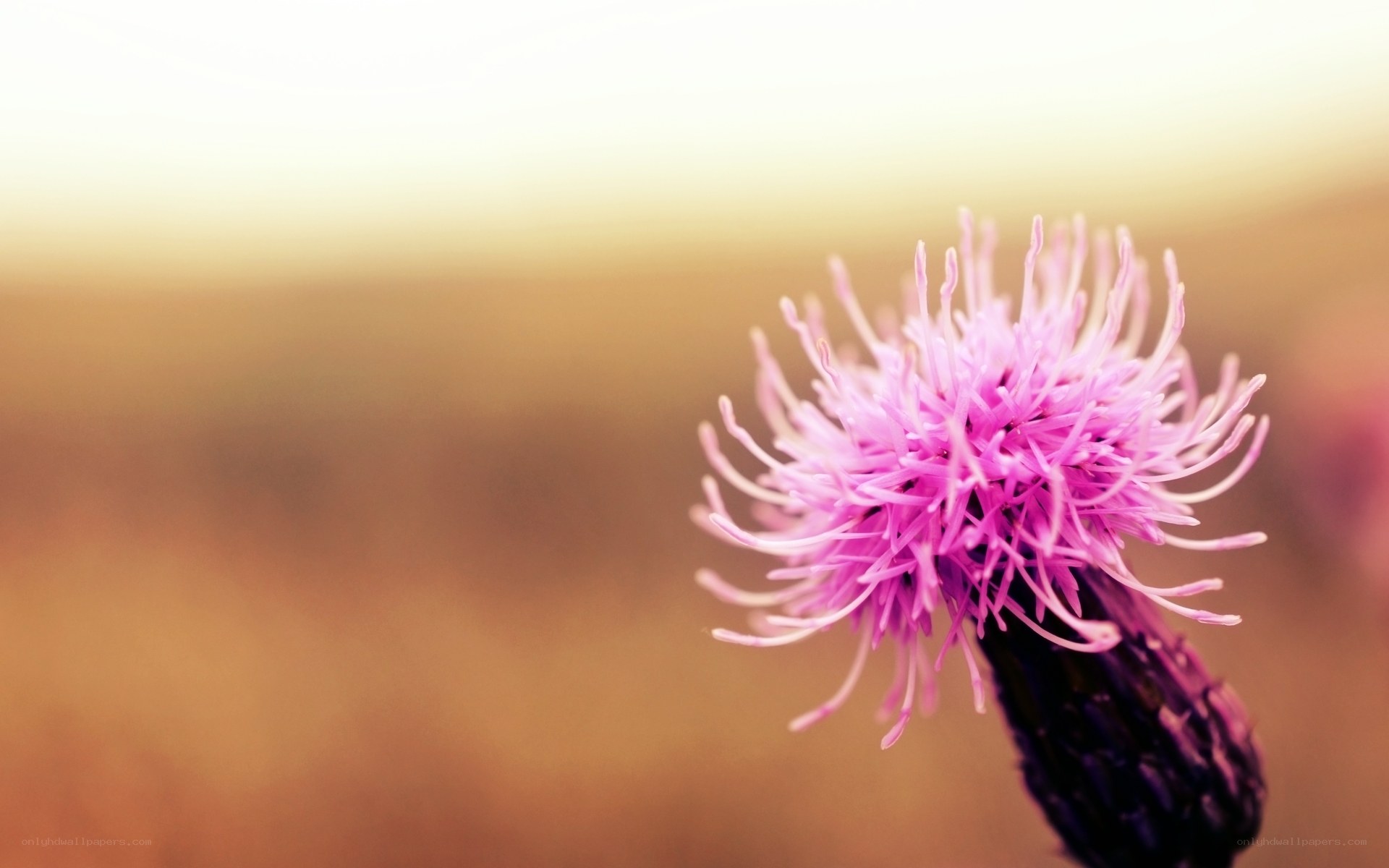 Purple thistle in golden light