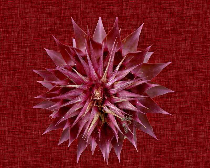 Purple thistle-like flower