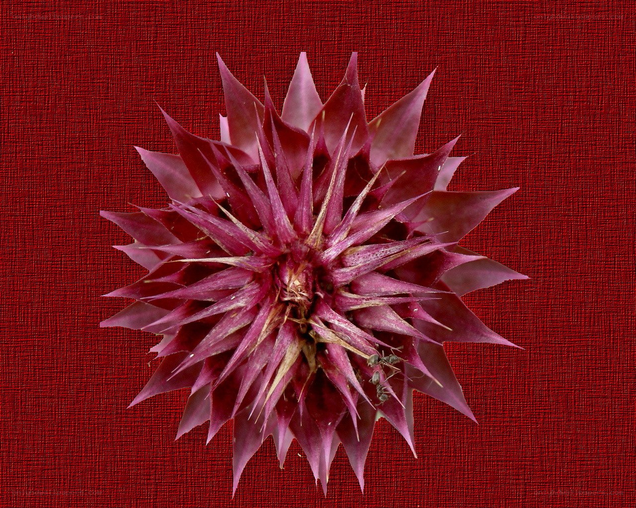 Purple thistle-like flower