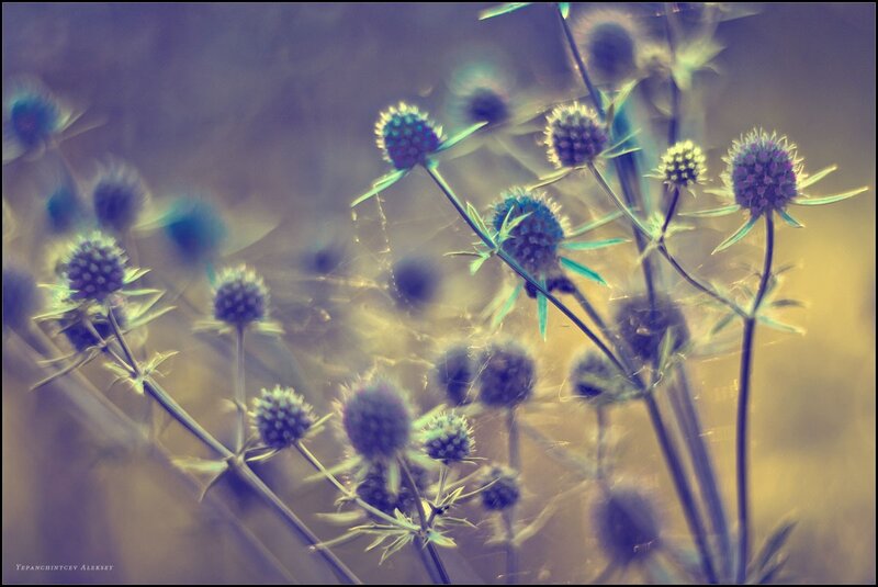 Purple thistle-like flowers in soft focus
