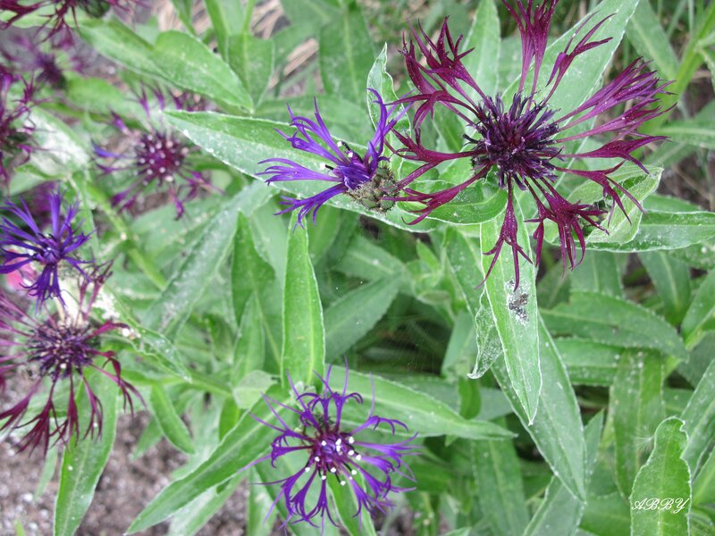 Purple Thistle-like Flowers — Natural