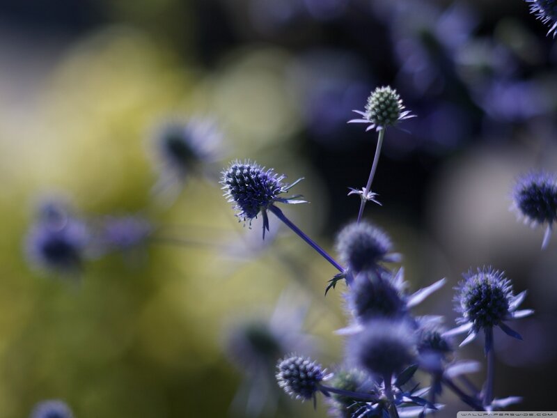Purple Thistle-like Flowers — Serene