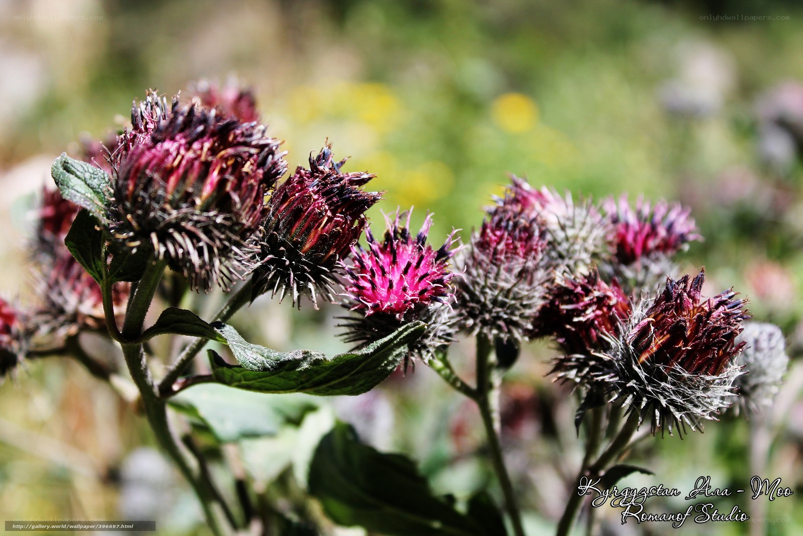 Purple thistle-like flowers