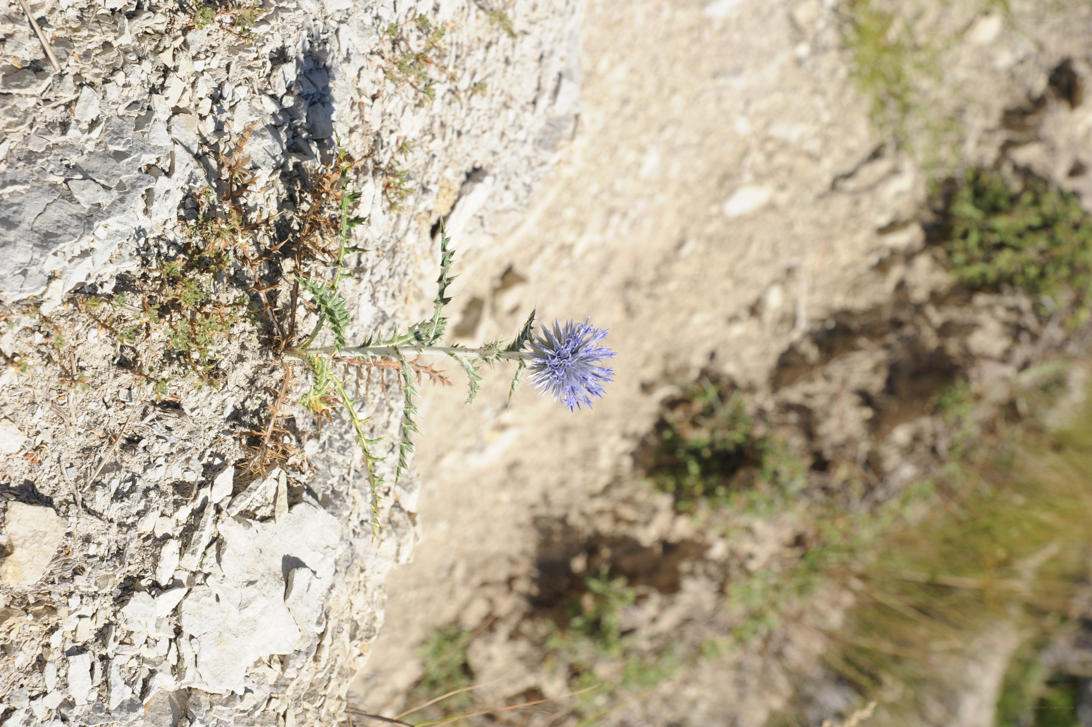 Purple thistle on rocky cliff