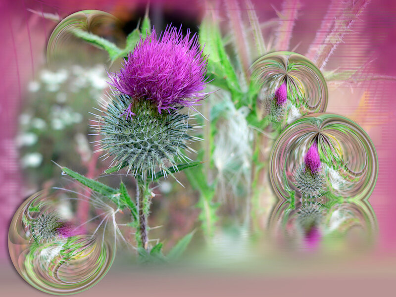 Purple thistle with digital effects