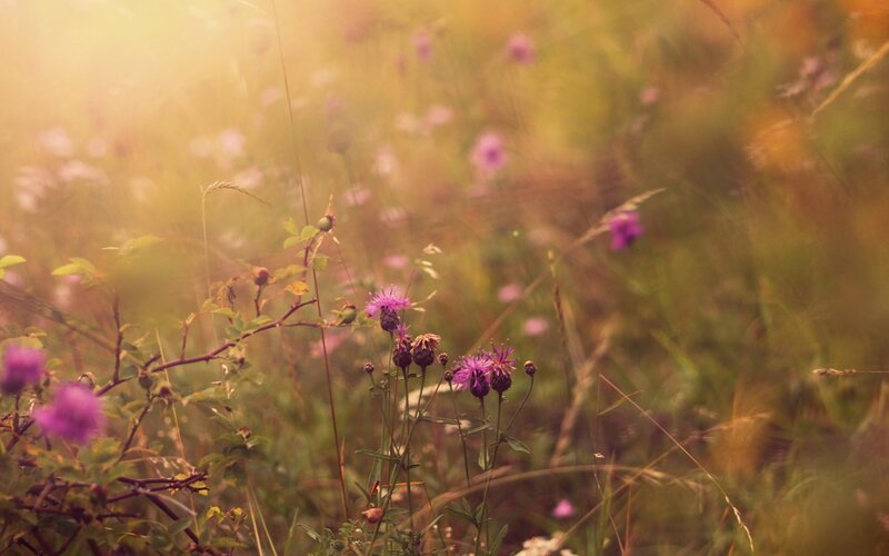 Purple Thistles in Field