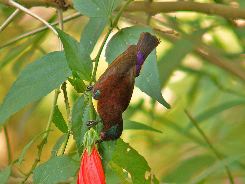 Purple-throated Sunbird