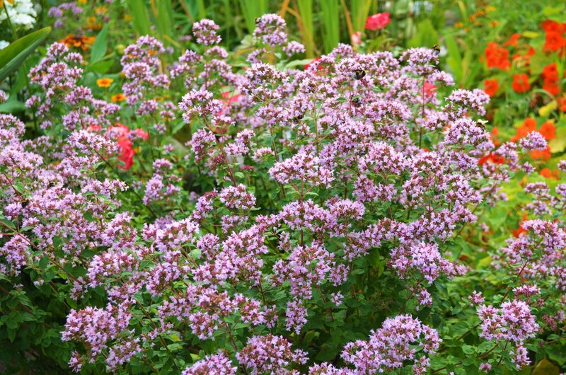 Purple Thyme Flowers — Calm