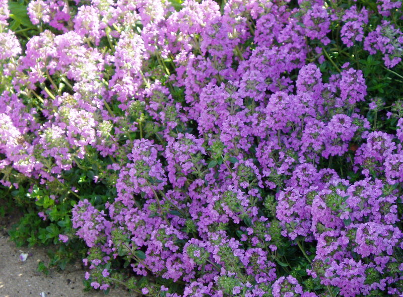 purple thyme flowers in bloom