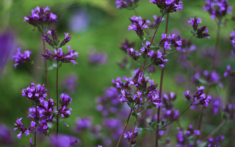 Purple Thyme Flowers
