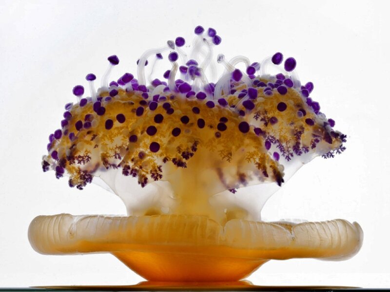 Purple-tipped Jellyfish