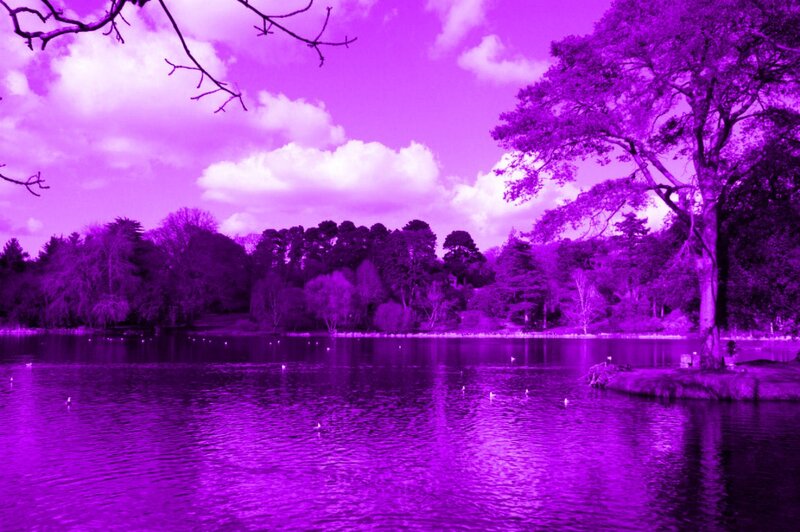 Purple-toned Lake Scene