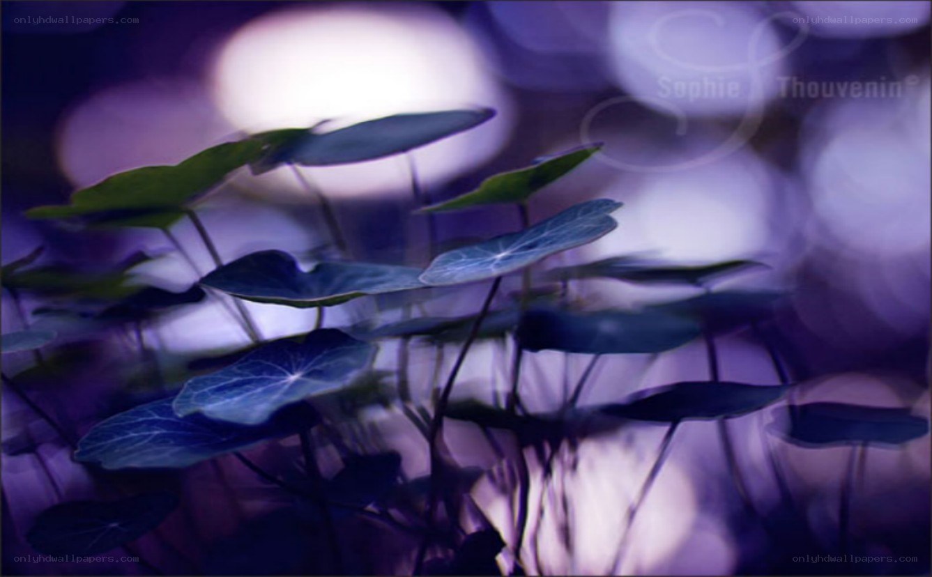 Purple-toned leafy plants