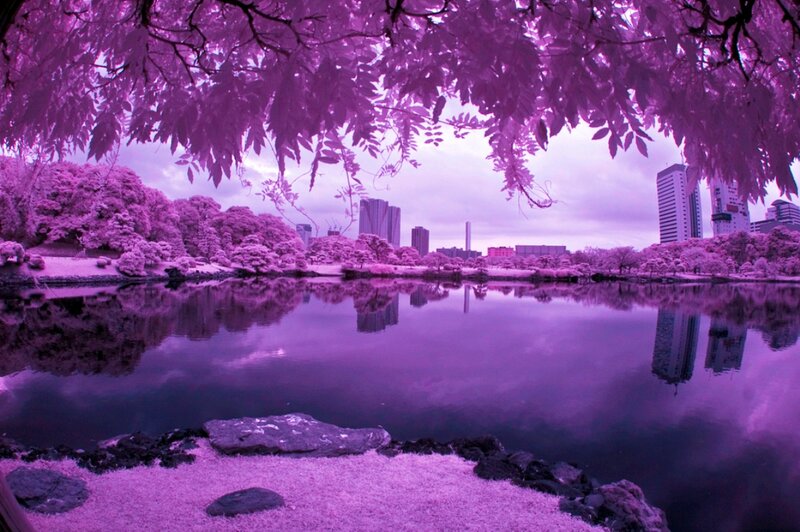 Purple-toned Park Lake