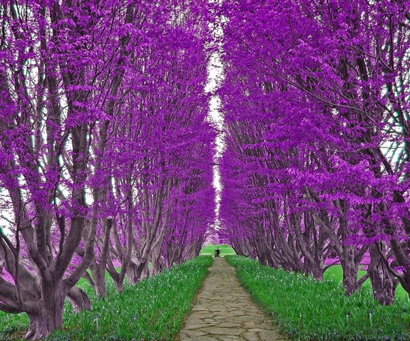 Purple tree alley path