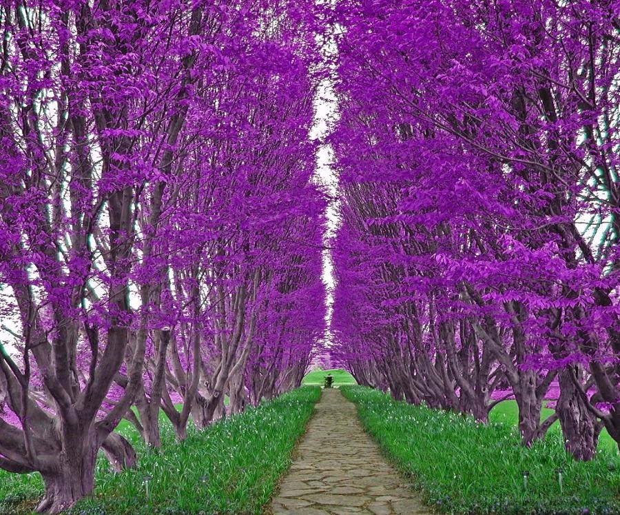 Purple tree alley path