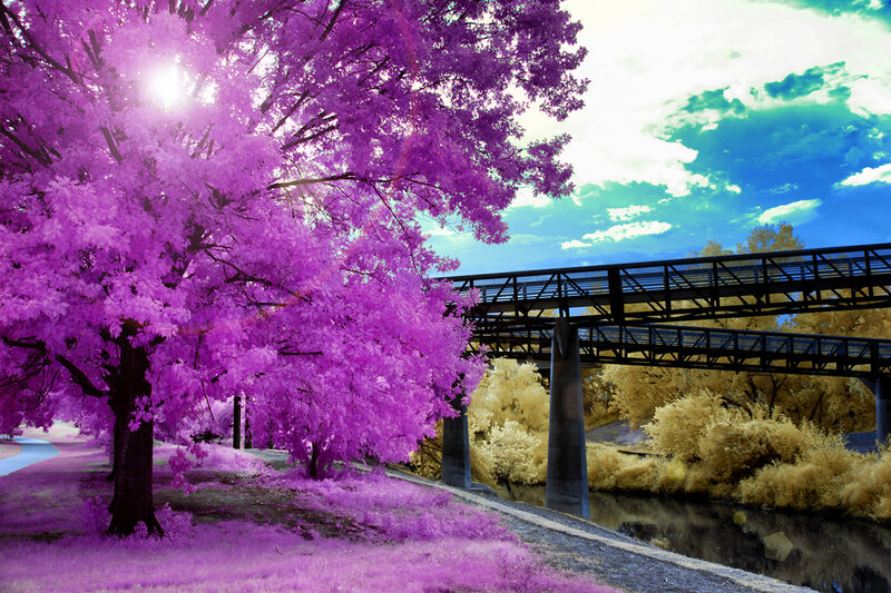 Purple Tree by Bridge