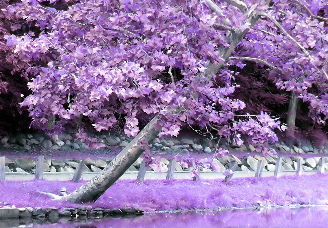 Purple tree by the water