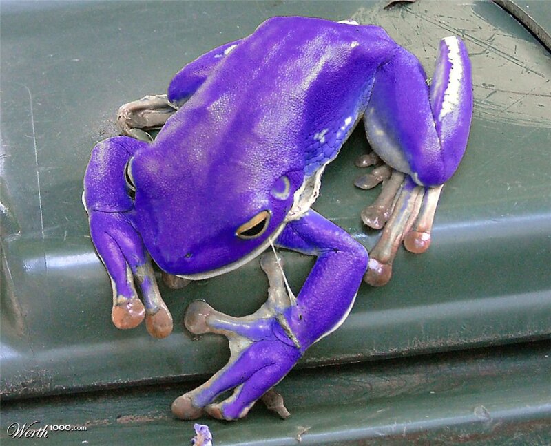 Purple Tree Frog
