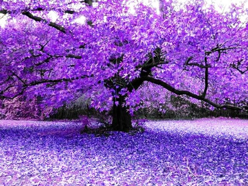 Purple Tree in Bloom
