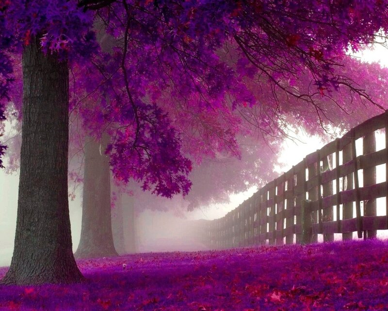 Purple Tree in Fog