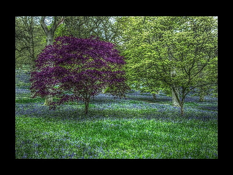 Purple Tree in Forest