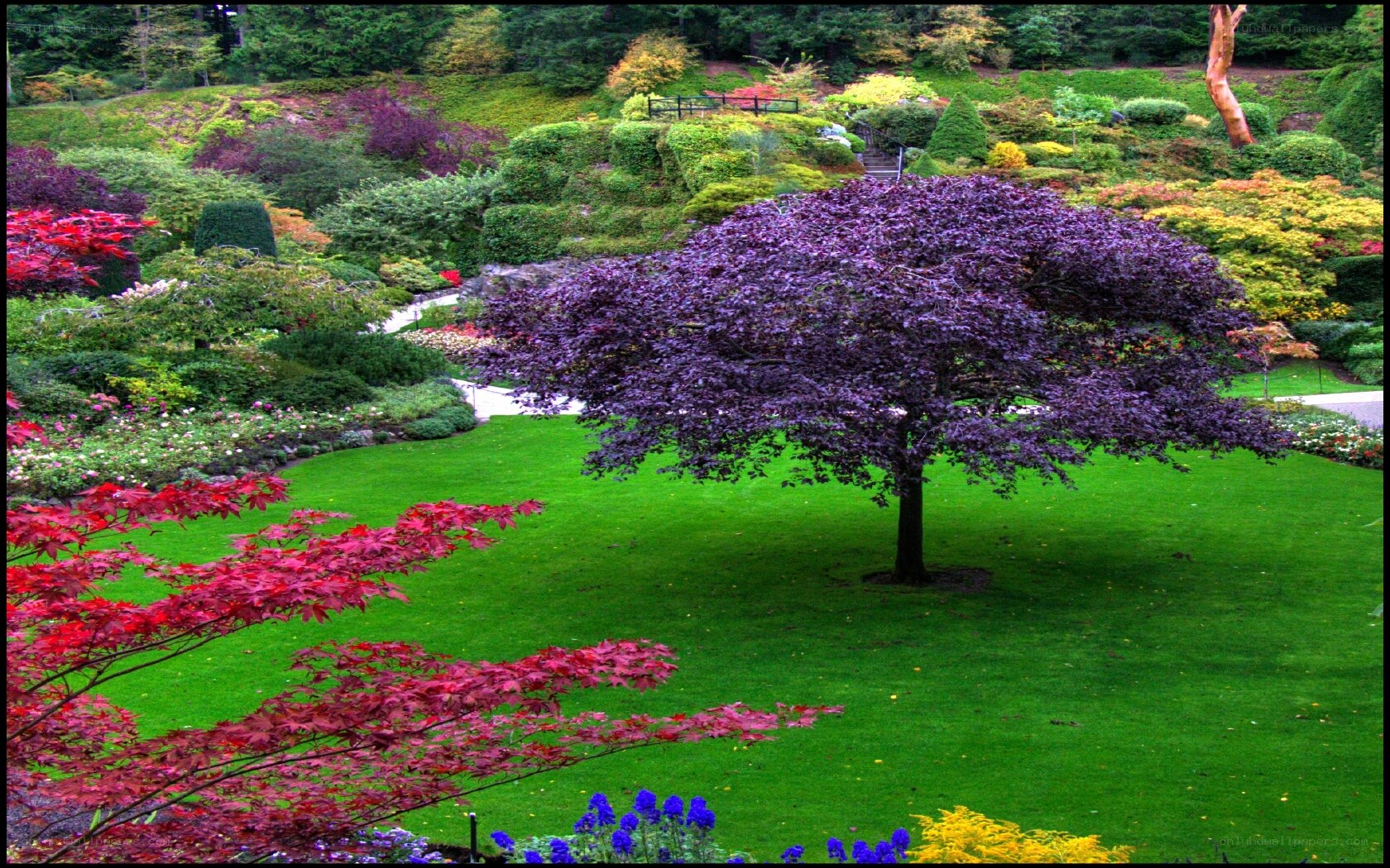 Purple tree in garden