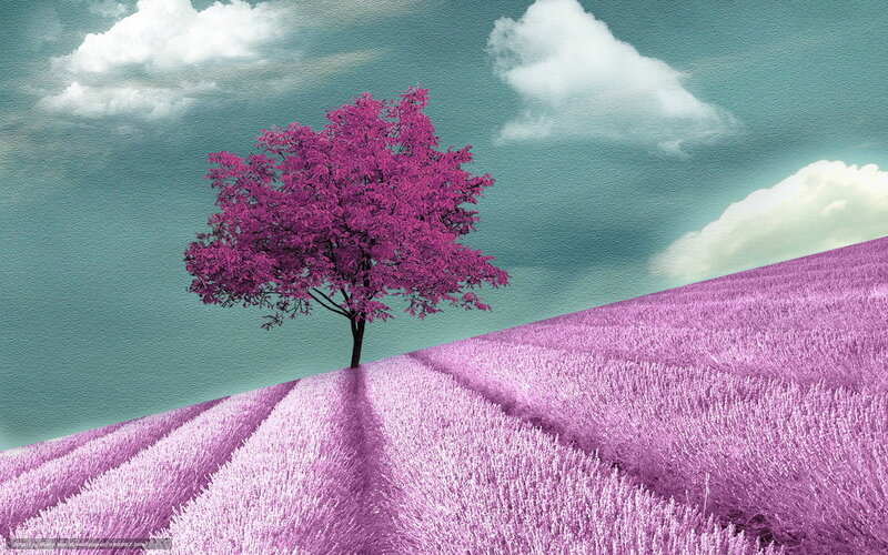 purple tree in lavender field