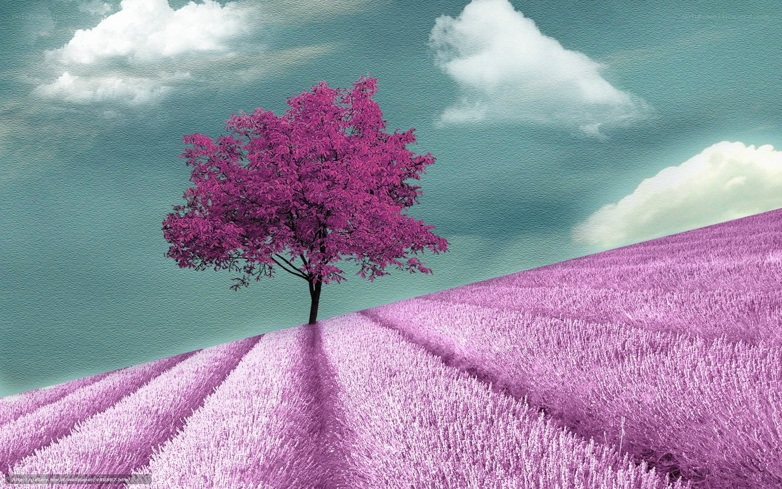 purple tree in lavender field